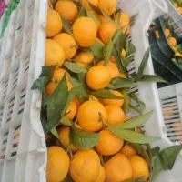 نارنگی اشو60|عمده‌فروشی|قائم‌شهر, |دیوار