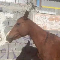 اسب مادیان عرب اصیل