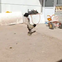 مرغ و خروس لاری و دورگه جوجه خروس جوجه مرغ تخمگذار|حیوانات مزرعه|تاکستان, |دیوار