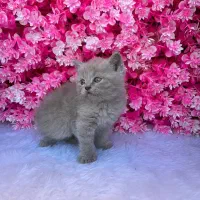 بریتیش (اسکاتیش) رنگ کم یاب لیلاک|گربه|قائم‌شهر, |دیوار