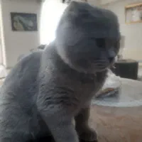 فروش گربه|گربه|کرج, گلشهر|دیوار