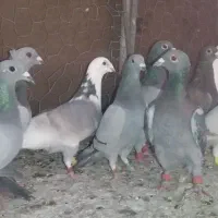 15کبوتر پرشی