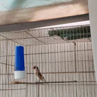 ماده سهره سقا