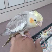 عروس هلندی گم شده