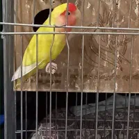 طوطی برزیلی جفت|پرنده|تهران, زرکش|دیوار