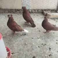 قالی ماشینی دستباف کفتری