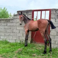 کره اسب مادیان