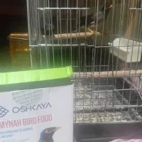 مرغ مینا|پرنده|شهریار, شهریار|دیوار