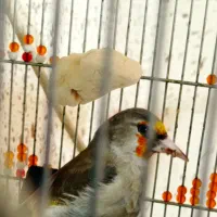 سهره دورگ کرمونی|پرنده|شیراز, شهرک مطهری|دیوار