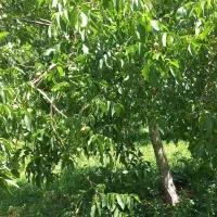 اجاره بگیر باغ گردو ویا چیدن باغ شما  نصف نصف