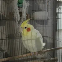 عروس هلندی