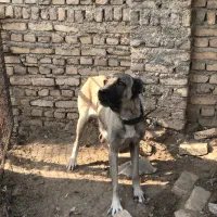 ماده سرابی|سگ|پاکدشت, پاکدشت (مامازند)|دیوار