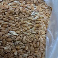 گندم مهرگان وبزر بامیه