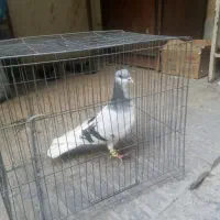 کفتر چادری گردن کلفت|پرنده|تهران, بروجردی|دیوار