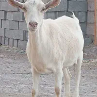 گوسفند