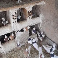 یه تعداد طوقی فروشی