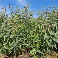 اکالیپتوس در ساری|گل و گیاه طبیعی|ساری, |دیوار