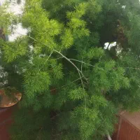 گیاه آپارتمانی|گل و گیاه طبیعی|دهگلان, |دیوار