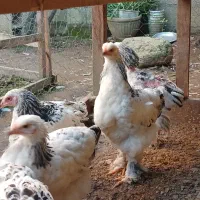 برهما لایت ۳ ماهه