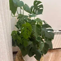 گل برگ انجیری|گل و گیاه طبیعی|تهران, شهرک خرازی|دیوار