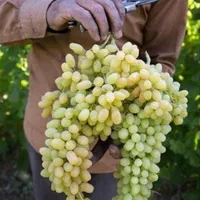 شیره انگور محلی ( امسال )|خوردنی و آشامیدنی|ملایر, |دیوار