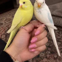 جفت مرغ عشق به شرط تخم کاملا دستی