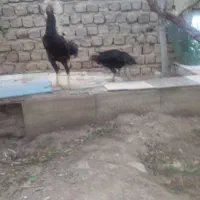 مرغ و خروس لاری