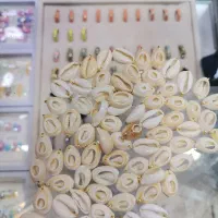 صدف سیپرا سوراخ شده وحلقه اتصال