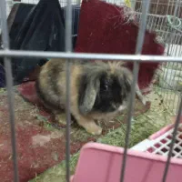 خرگوش لوپ ماده|موش و خرگوش|بندر دیر, |دیوار