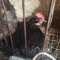 مرغ