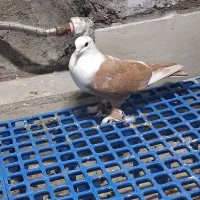 ماده کله سفید