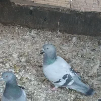 کبوتر|پرنده|مشهد, امیر المومنین|دیوار