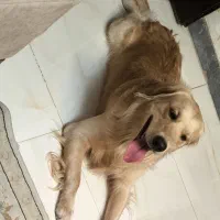 سگ گلدن|سگ|فردیس, منظریه|دیوار