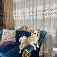 پامرین خونگی تربیت شده