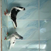 دوعدد کبوتر ساده خال سبز با چب مگسی