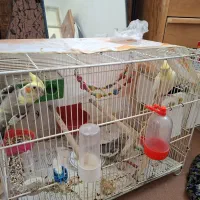 پرنده زینتی|پرنده|شیروان (خراسان), |دیوار