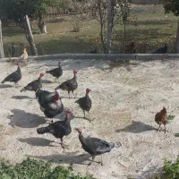 بوقلمو جوان