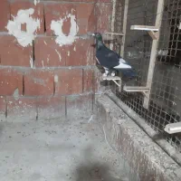 پرسفید نر قولچماغ