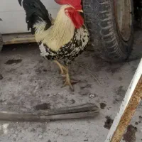 خروس محلی عربی صحیح وسالم