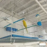 قناری رسمی بلند،ردفکتور ،رسمی،جیور