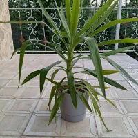 گلدان طبیعی