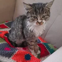 واگذاری گربه ۳ ماهه