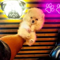 سگ جیبی ، پامرانین خرسی توی پودل شیتزو سوپرفلت|سگ|چالوس, |دیوار