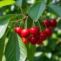 فروش نهــال هـلـو درجهیـک|خدمات باغبانی و درختکاری|قشلاق دشت, |دیوار