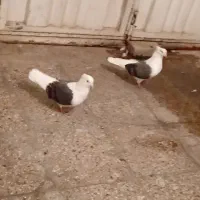 چندتایی کفتر