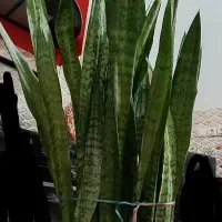 گل سانسوریا