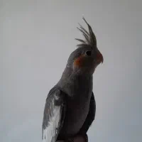 جوجه عروس هلندی