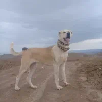 سگ ماده