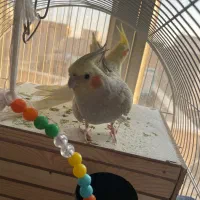 یه جفت عروس هلندی مولد