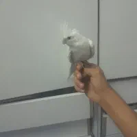 عروس هلندی البینو  مولد|پرنده|خمینی‌شهر, |دیوار